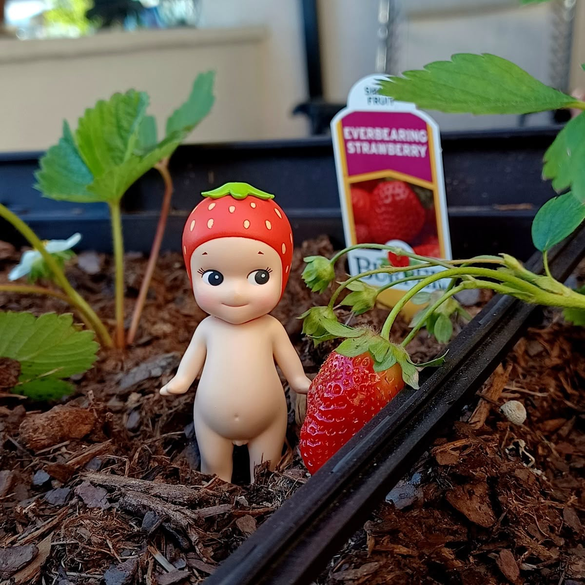 Fruits Sonny Angel